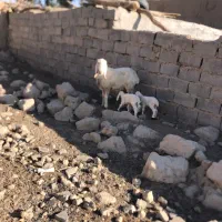 کوسفند مری با دو بره ماده فروش فوری|حیوانات مزرعه|زابل, |دیوار