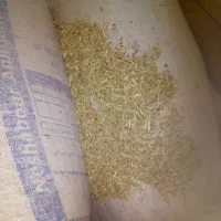 خارشتر نرم وسبز و دونه دار|حیوانات مزرعه|قوچان, |دیوار