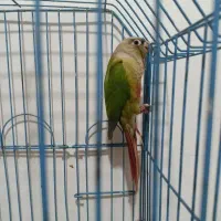 گرینجیک سر اناناسی