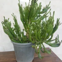 گل طبیعی|گل و گیاه طبیعی|رشت, دیانتی|دیوار