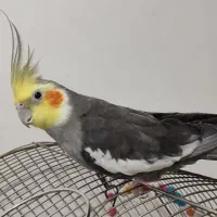 عروس هلندی|پرنده|تبریز, |دیوار