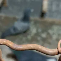 10 کفتر نر قلدر