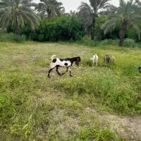 چند عدد بز و کهره در جم