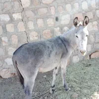 الاغ خر درجه یک|حیوانات مزرعه|بابا حیدر, |دیوار