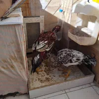 خروس لاری ۱۰ماهه