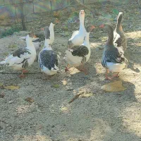 غاز و مرغابی