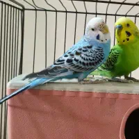 یک جفت مرغ عشق مولد