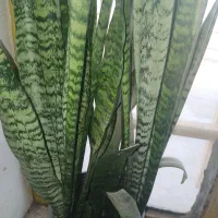 گل و گیاه سانسوریا