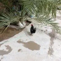 خروس|حیوانات مزرعه|کاکی, |دیوار