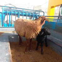 میش بره دار