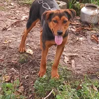 معاوضهباتولهسرابی|سگ|رضوانشهر, |دیوار