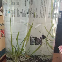 آکواریوم با ماهی|ماهی|شیراز, ریاستی|دیوار