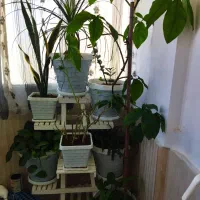 گل و گلدان سفالی|گل و گیاه طبیعی|مشهد, مشکینی (شهرک غرب)|دیوار