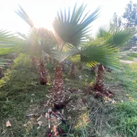 پالم واشنگتن|گل و گیاه طبیعی|آمل, |دیوار