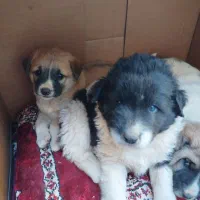 گمشدن 4تا توله 2تا نر 2تا ماده و مادر بومی|سگ|شاهین‌شهر, شهرک گلدیس|دیوار