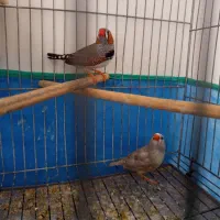 فـنچ زبــرا مولـد