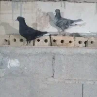 جوجه دمسفید