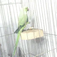 پرنده طوطی ملنگو