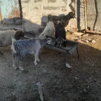 چپش جفتی 8200|حیوانات مزرعه|آبدانان, |دیوار