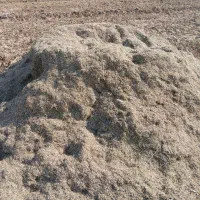 کاه ماش درجه ۱|خدمات باغبانی و درختکاری|گتوند, |دیوار