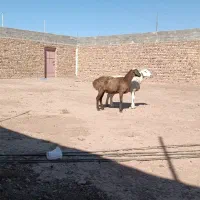 دوراس کاور عربی