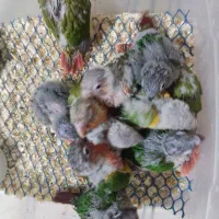 گیرینچیک سرولاکی