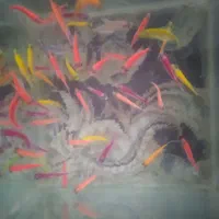 ماهی کالر ویدو