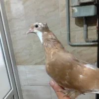 کبوتر شازده زرد