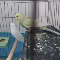 مرغ عشق رنگ خاص