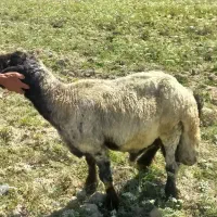 فروش قوچ داشتی