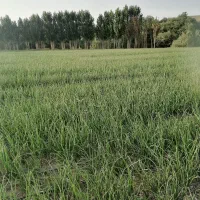 اجاره زمین کشاورزی