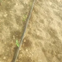 کاردرگلخونه اصفهانه برج ۲۰تومن حقوق