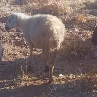 فروش ۷راس میش بومی|حیوانات مزرعه|فریدونشهر, |دیوار