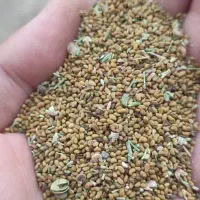 بذر علف