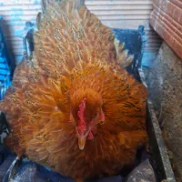 مرغ کرچ محلی اصل