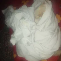 گربه پرشین 11ماه لوازم کامل قیمت 10 نر|گربه|آستارا, |دیوار