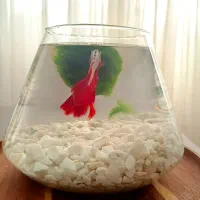 تنگ پینترستی|ماهی|بندرعباس, |دیوار