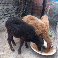 فروش بر نره