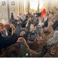 فروش جوجه محلی گوشتی