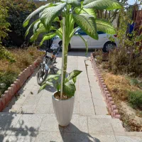 گل دیفن بزرگ|گل و گیاه طبیعی|فیروزه, |دیوار