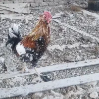 خروس گلین قلم سیاه