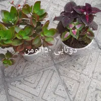 گل طبیعی|گل و گیاه طبیعی|خوی, |دیوار