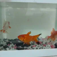 ۳ عدد ماهی گلد فیش ردکپ