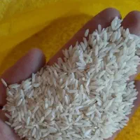 برنج شمالی