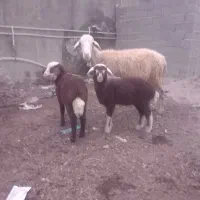 گوسفند دوقلو بره دار نر و ماده