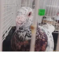 سرونج نر.. هفت رنگ دم سفیدنر.. سبزالمانی ماده