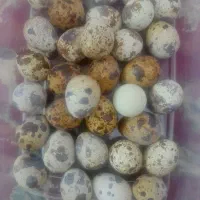 تخم بلدرچین به فروش میرسد.