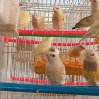 فنچ گلدین|پرنده|مشهد, شهرک صنعتی توس|دیوار