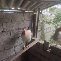 بوقلمون،مرغ،خروس|حیوانات مزرعه|سرخرود, |دیوار