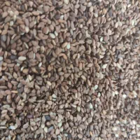 کنجد قهوه ای بهبهان شسته شده